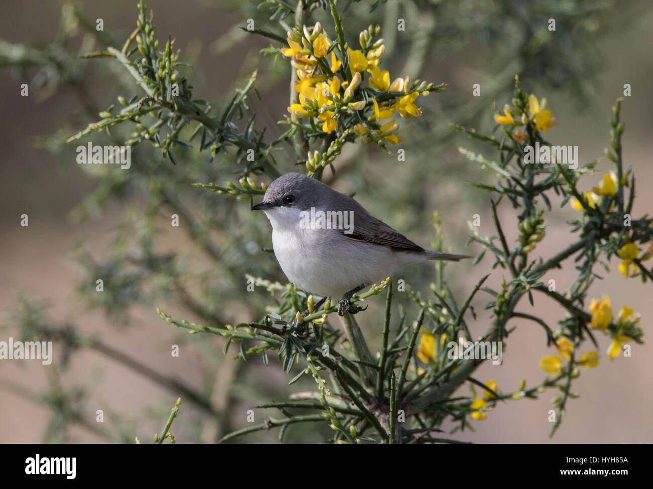 Lesser Whitethroat Sylvia Curruca thront auf Zweig während der migration Stockfoto