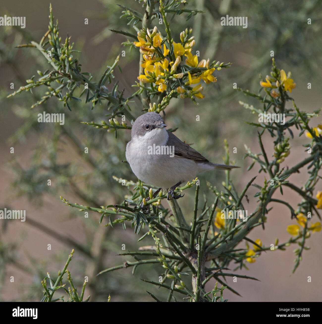 Lesser Whitethroat Sylvia Curruca thront auf Zweig während der migration Stockfoto