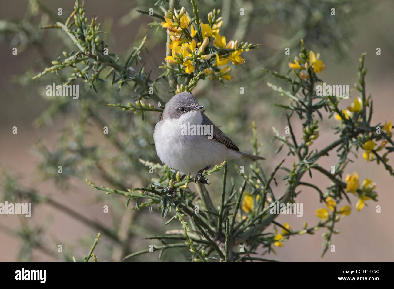 Lesser Whitethroat Sylvia Curruca thront auf Zweig während der migration Stockfoto