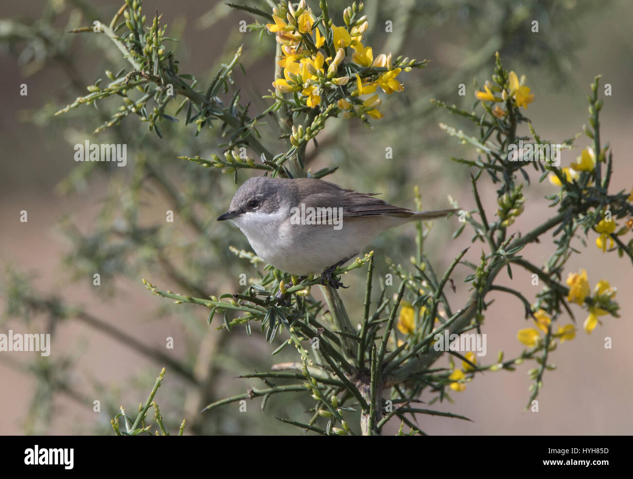 Lesser Whitethroat Sylvia Curruca thront auf Zweig während der migration Stockfoto