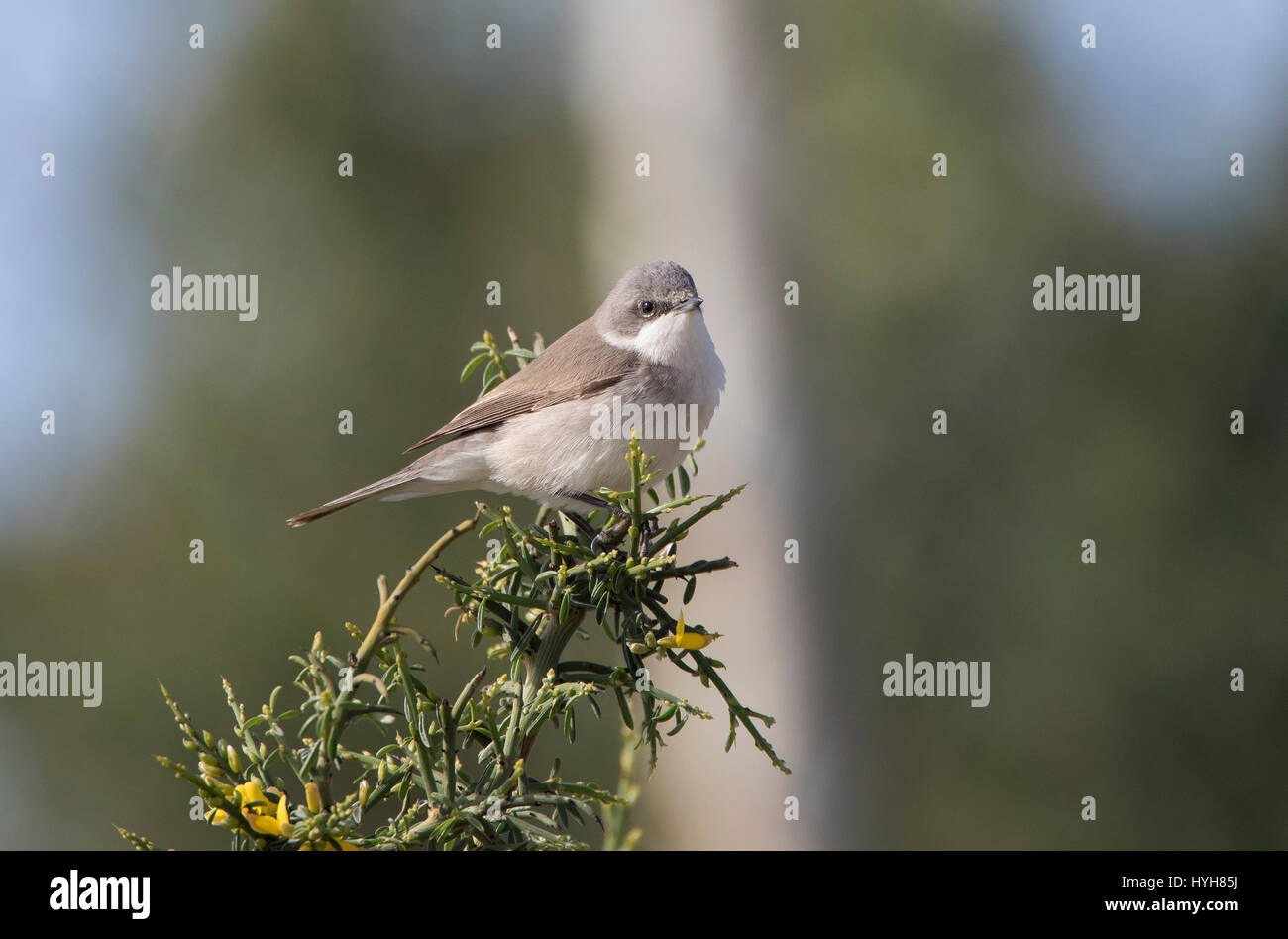 Lesser Whitethroat Sylvia Curruca thront auf Zweig während der migration Stockfoto