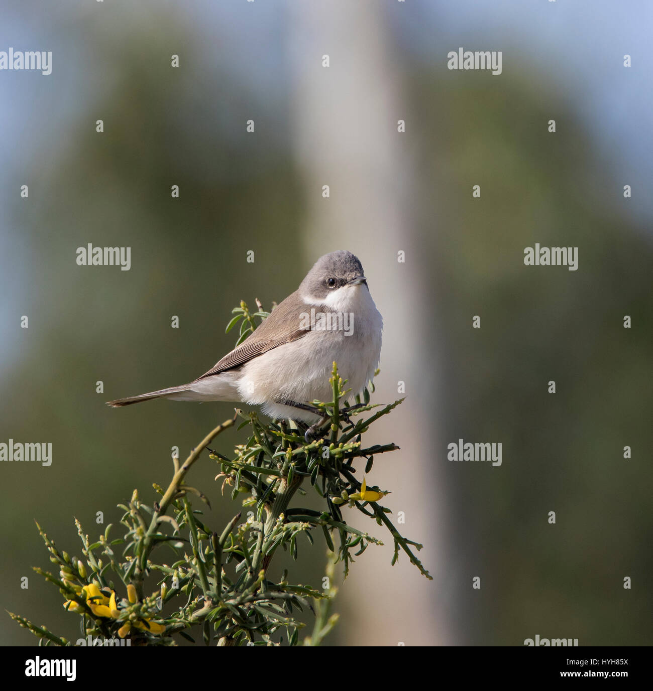 Lesser Whitethroat Sylvia Curruca thront auf Zweig während der migration Stockfoto