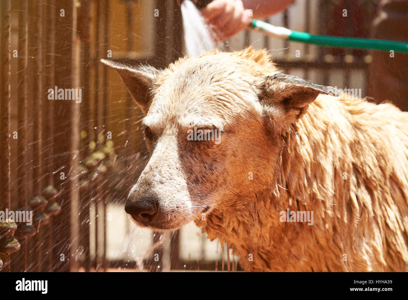Waschen Hund von Schlauch auf sonnigen Tag Garten Hintergrund Stockfoto