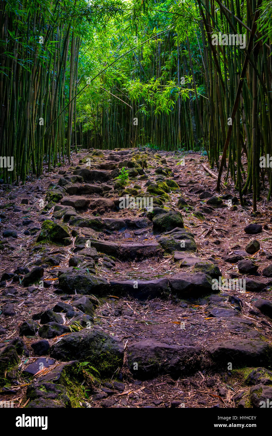 Landschaftsansicht Bambuswald und schroffe Pfad auf Pipiwai Trail, Maui, Hawaii, USA Stockfoto