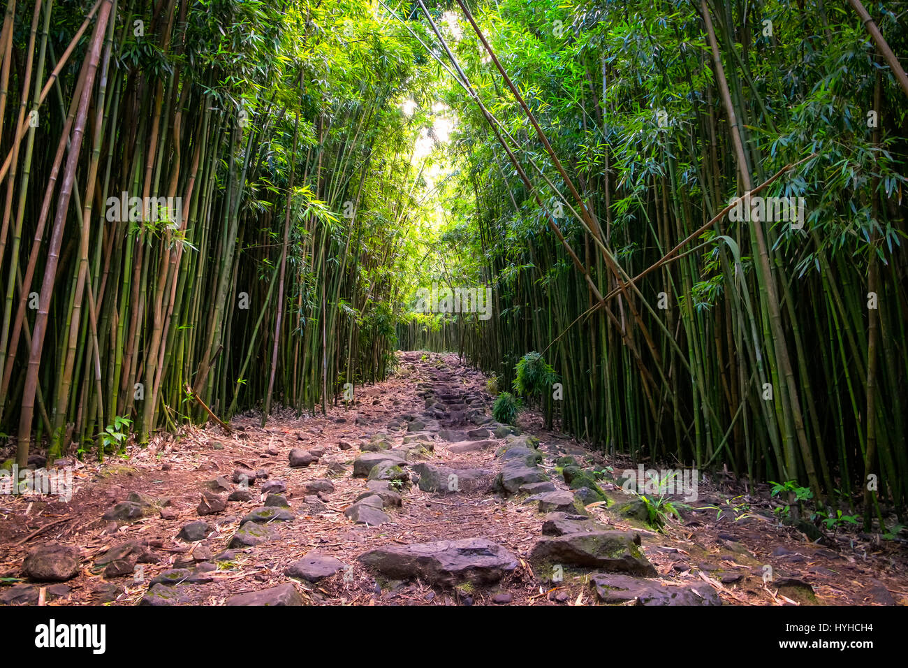 Landschaftsansicht Bambuswald und schroffe Pfad auf Pipiwai Trail, Maui, Hawaii, USA Stockfoto