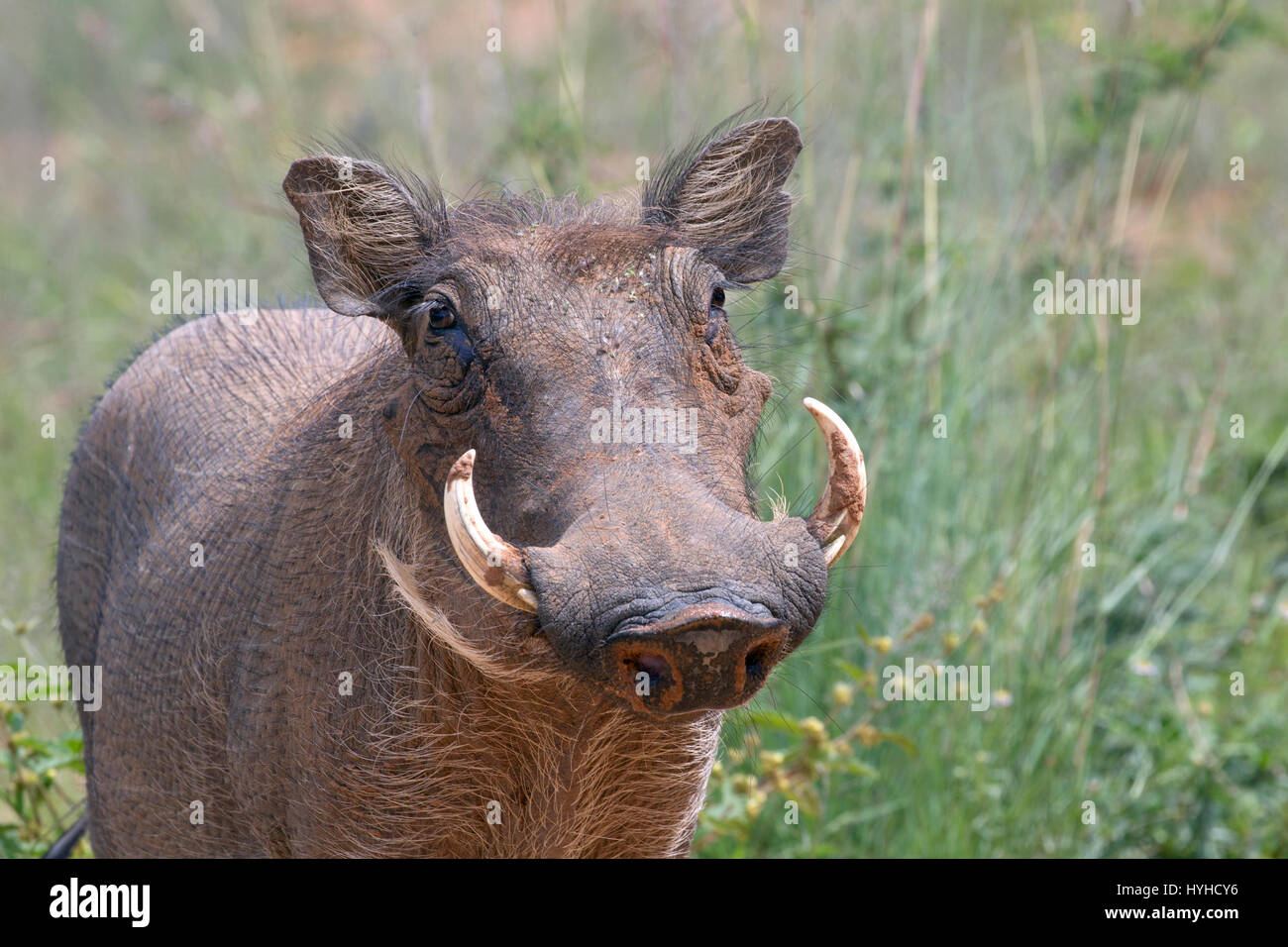 Warzenschwein Phacochoerus Africanus Portrait Stockfoto