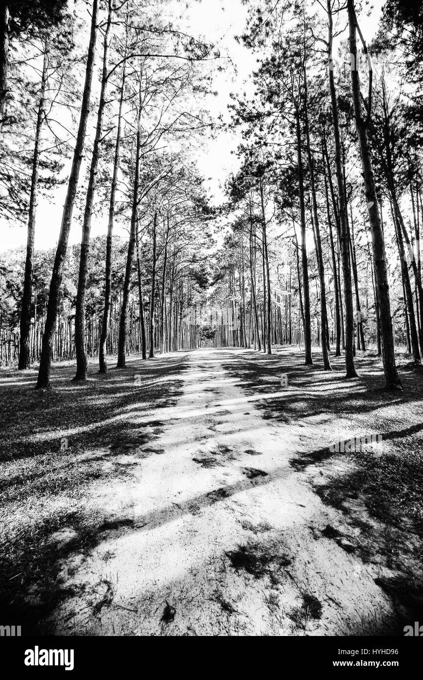 Kiefernwald am sonnigen Frühlingstag. Kiefer Baum Straße Weg Tunnel Hintergrund Stockfoto