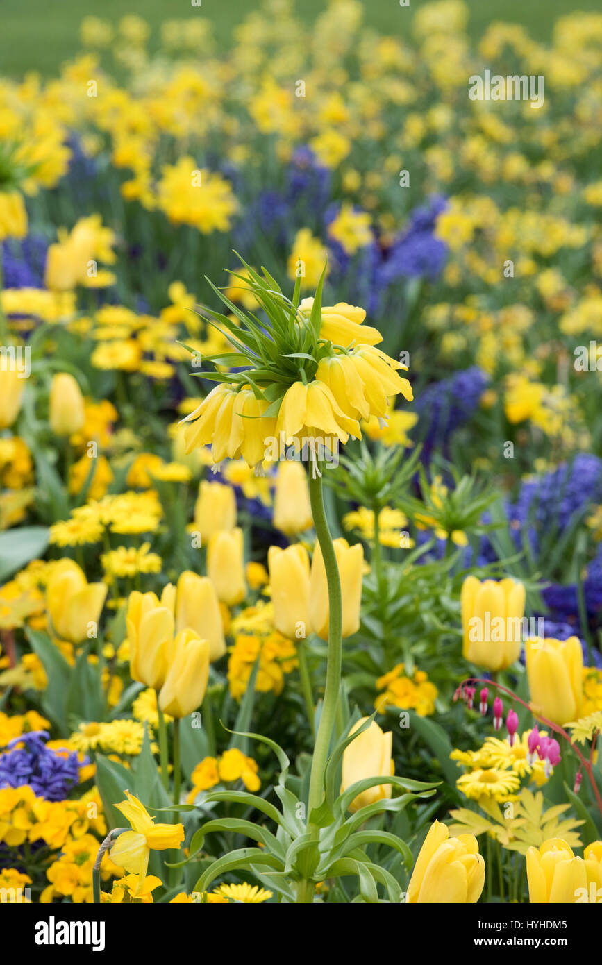 Fritillaria Imperialis 'Lutea Maxima'. Kaiserkrone Maxima Lutea in ein Blumenbeet im Hyde Park, London Stockfoto
