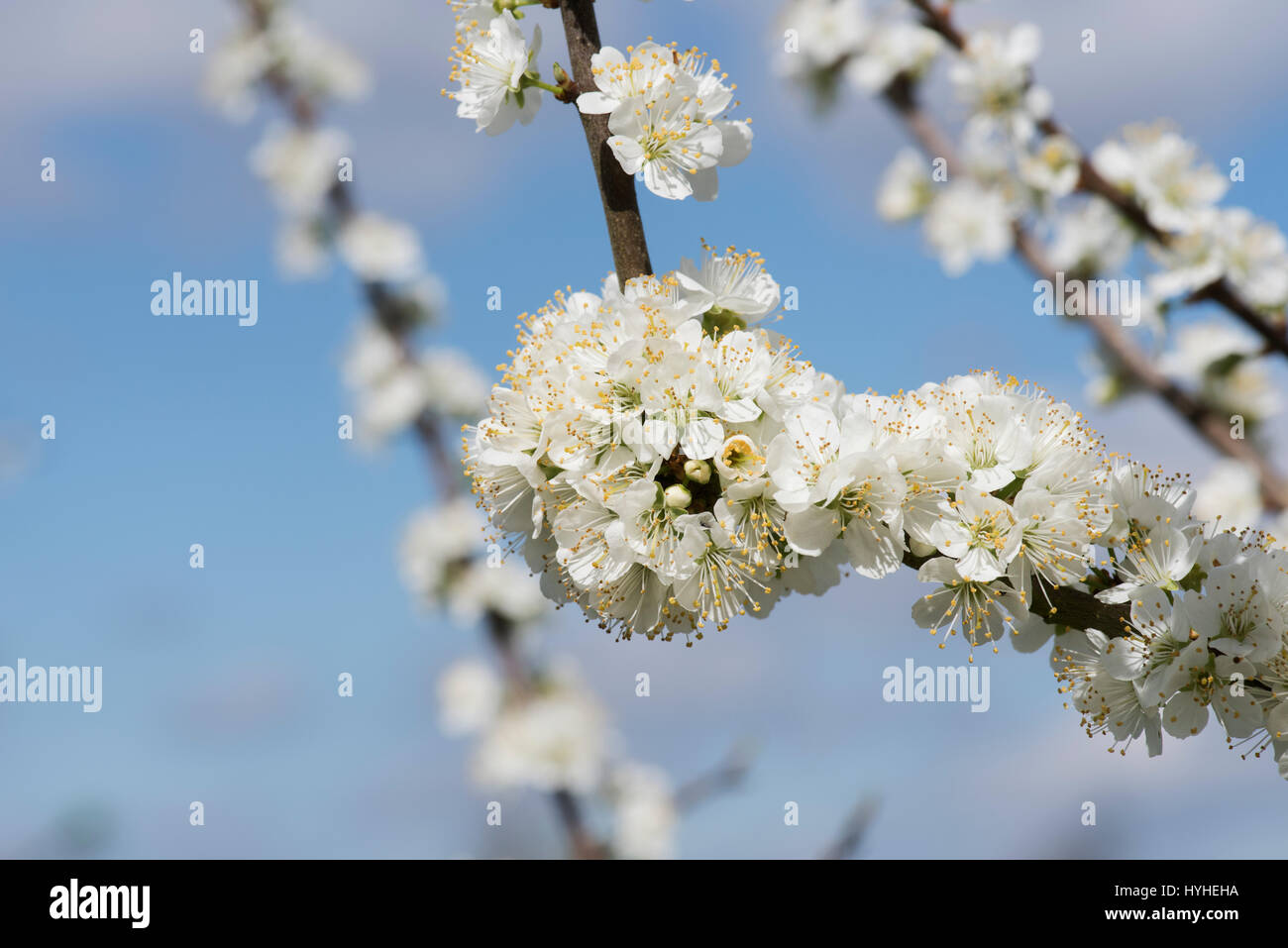 Damson plum tree -Fotos und -Bildmaterial in hoher Auflösung – Alamy