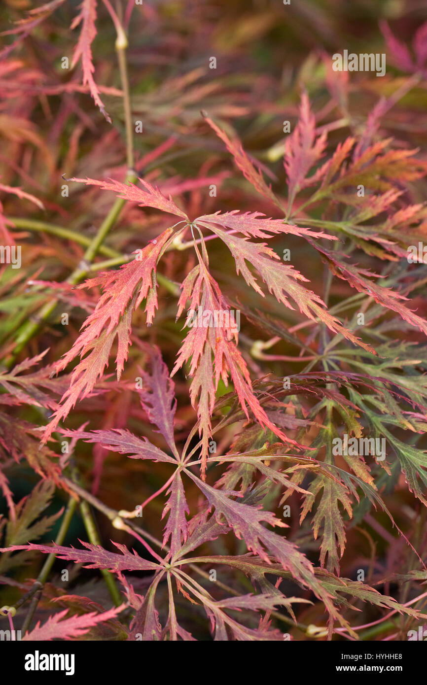 Acer Palmatum var. Dissectum ' Beni-Shidare Blätter im Herbst. Stockfoto