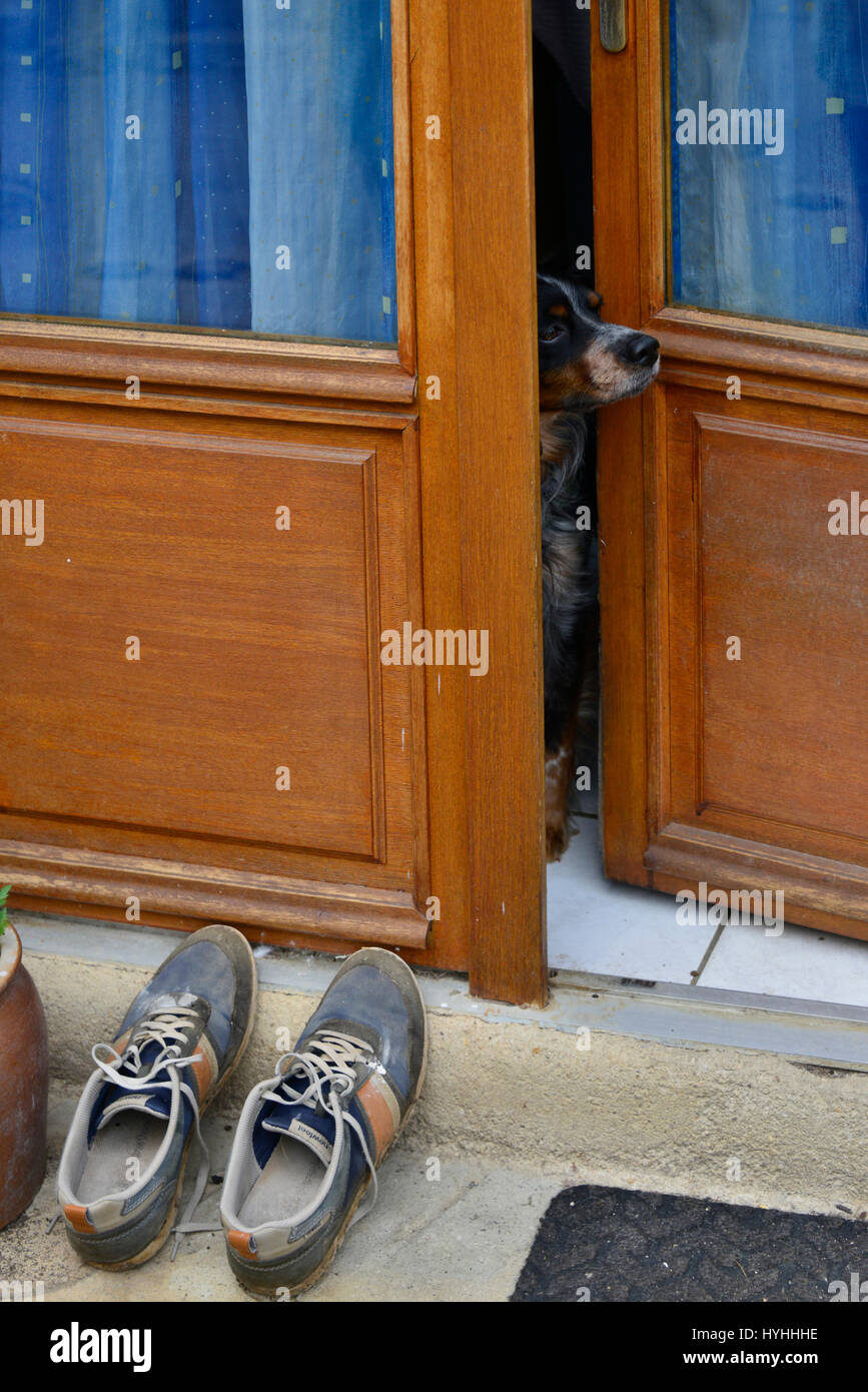 Kleiner Hund späht durch Öffnung in Tür, Herren Schuhe vor der Tür. Stockfoto