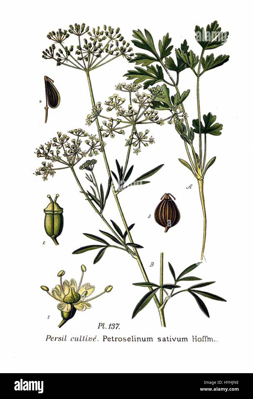 „Petroselinum sativum Hoffm.“ Bezieht sich auf eine botanische Illustration der Petersilie, die für ihre Verwendung in kulinarischen und medizinischen Anwendungen im Laufe der Geschichte bekannt ist. Stockfoto