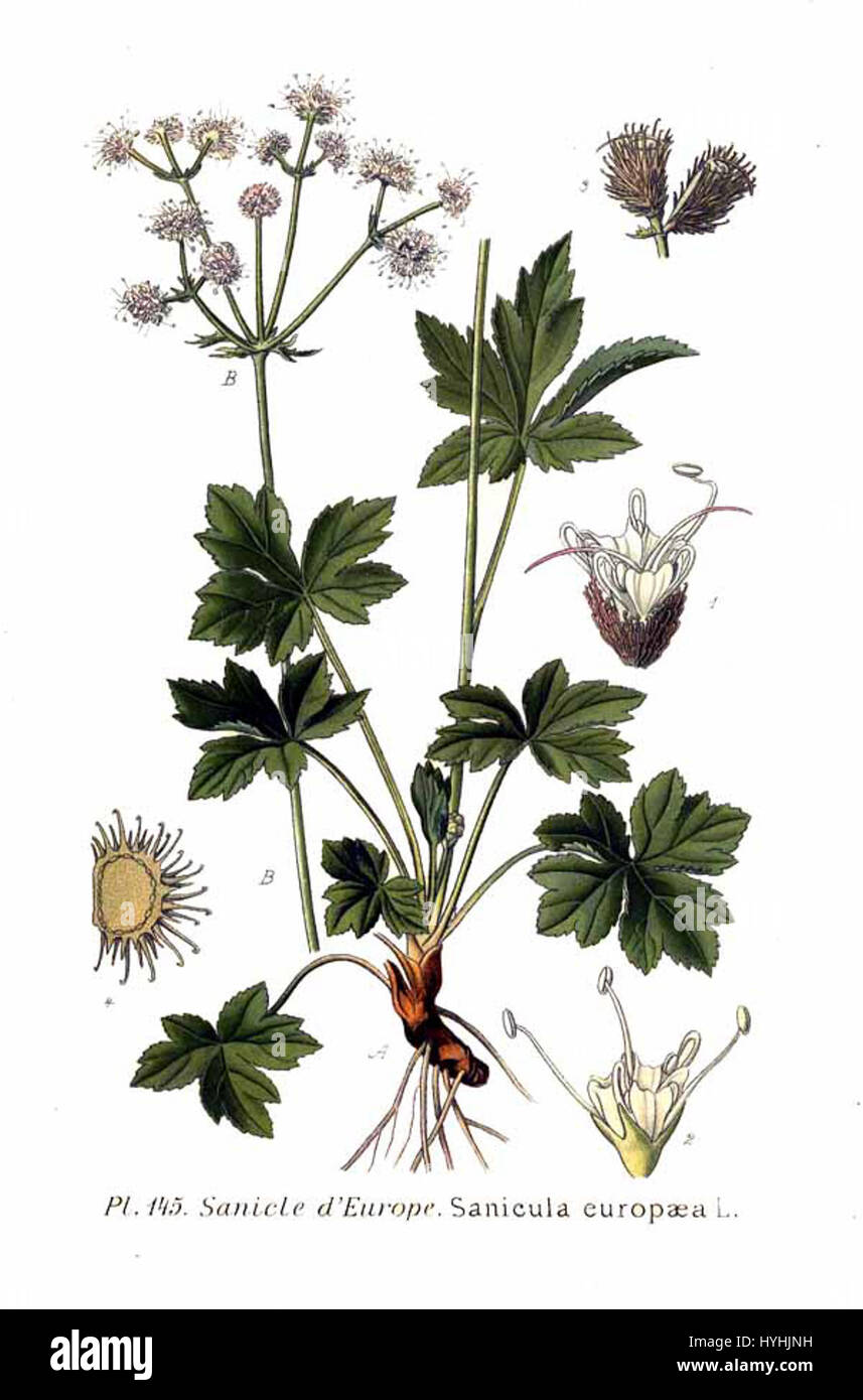 „Sanicula europaea L.“, auch bekannt als Europäischer Schlangensaft, ist eine mehrjährige Pflanze, die in Europa vorkommt. Es ist für seine medizinischen Eigenschaften und seine Verwendung in der pflanzlichen Medizin anerkannt. Stockfoto