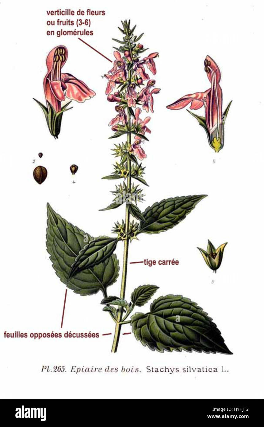 „Stachys silvatica L.“ ist eine Pflanzenart, die allgemein als Holzbetonie bekannt ist. Dieses mehrjährige Kraut kommt in Wäldern vor und ist für seine medizinischen Eigenschaften bekannt, insbesondere in der traditionellen europäischen Kräutermedizin. Stockfoto