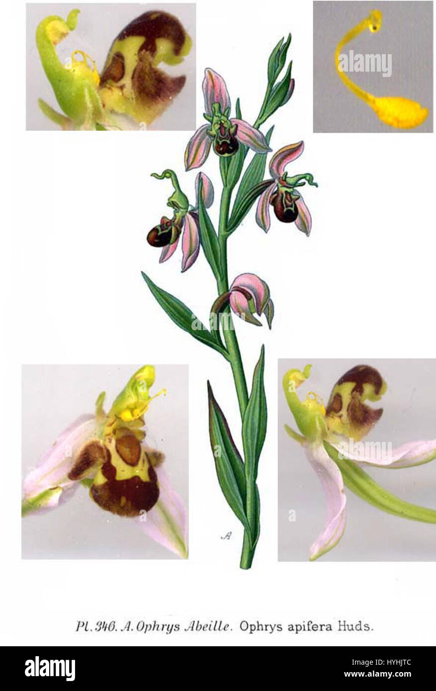 Ophrys apifera, auch bekannt als Bienenorchidee, ist eine in Europa vorkommende Orchideenart. Die Pflanze ist bekannt für ihre auffällige Ähnlichkeit mit einer Biene, die dazu beiträgt, Bestäuber anzulocken, was sie zu einem faszinierenden Thema für botanische Illustration macht. Stockfoto