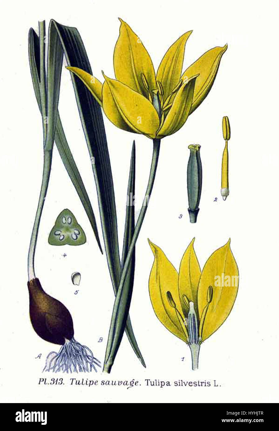 Tulipa silvestris L, auch bekannt als die wilde Tulpe, ist eine blühende Pflanzenart aus der Familie der Liliaceae. Sie ist in Europa und Asien beheimatet und wächst oft auf trockenen Grasflächen und offenen Feldern, bekannt für ihre leuchtend gelben Blüten und schmalen Blätter. Stockfoto