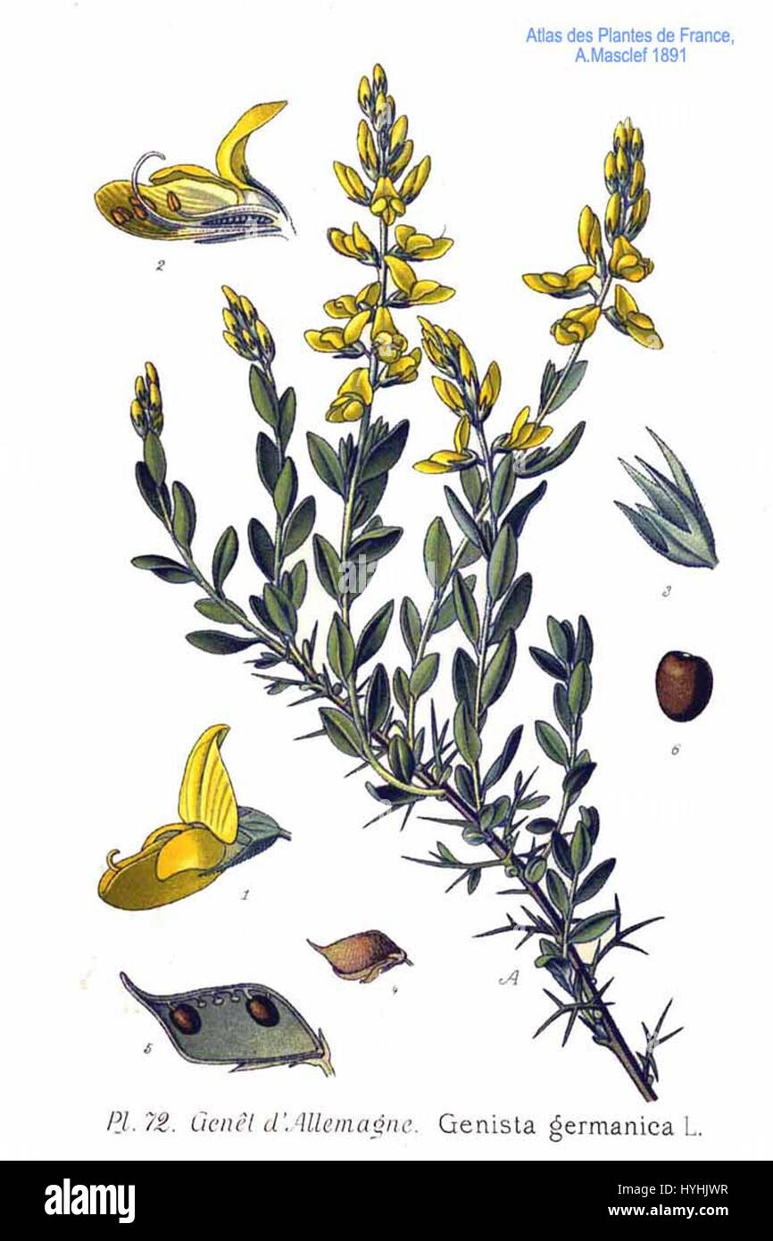 72 Genista germanica L Stockfoto