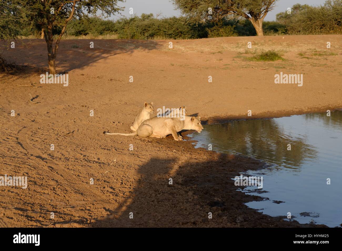 Kalahari Löwen gefangen im Tswalu Wildreservat, das größte Private Reserve in der südlichen Hemisphäre Stockfoto