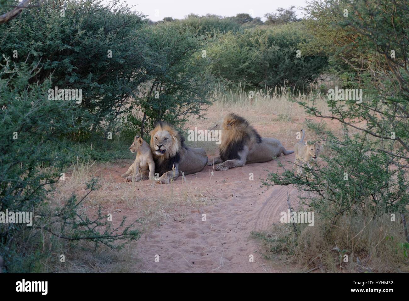 Kalahari Löwen gefangen im Tswalu Wildreservat, das größte Private Reserve in der südlichen Hemisphäre Stockfoto