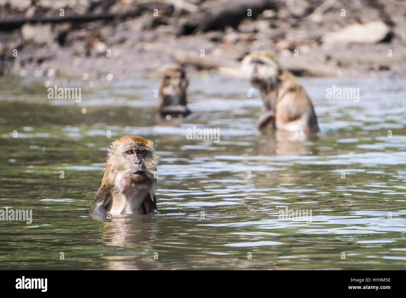 Gruppe von Affen Baden in Langkawi, Malaysia. Stockfoto