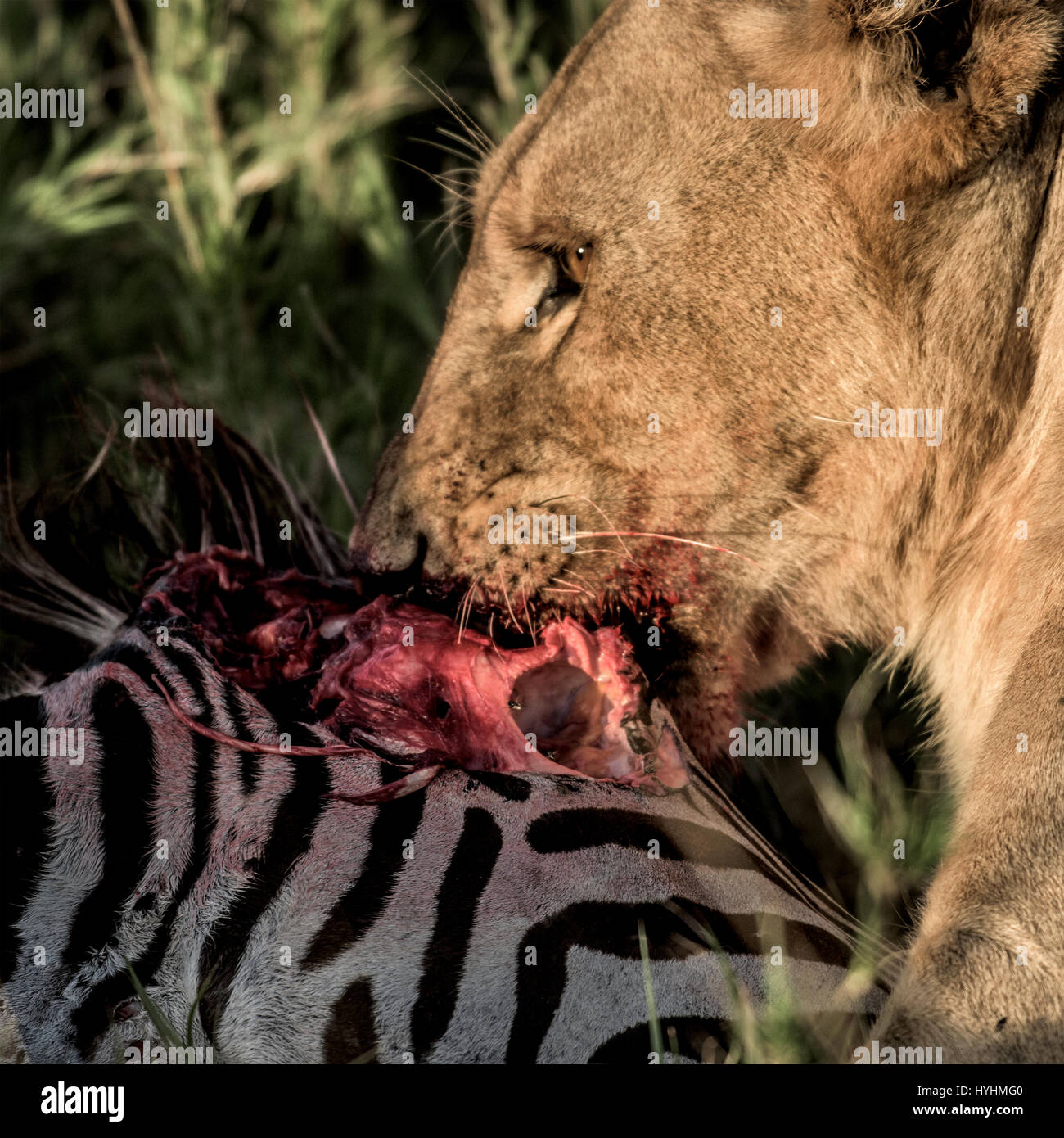 Löwen, Zebras in der Serengeti National Park Essen Stockfoto