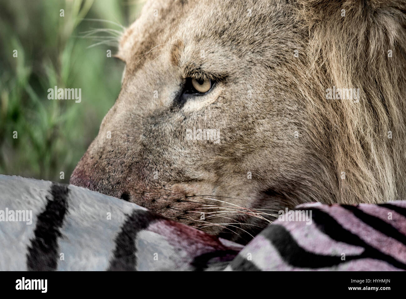 Löwen, Zebras in der Serengeti National Park Essen Stockfoto