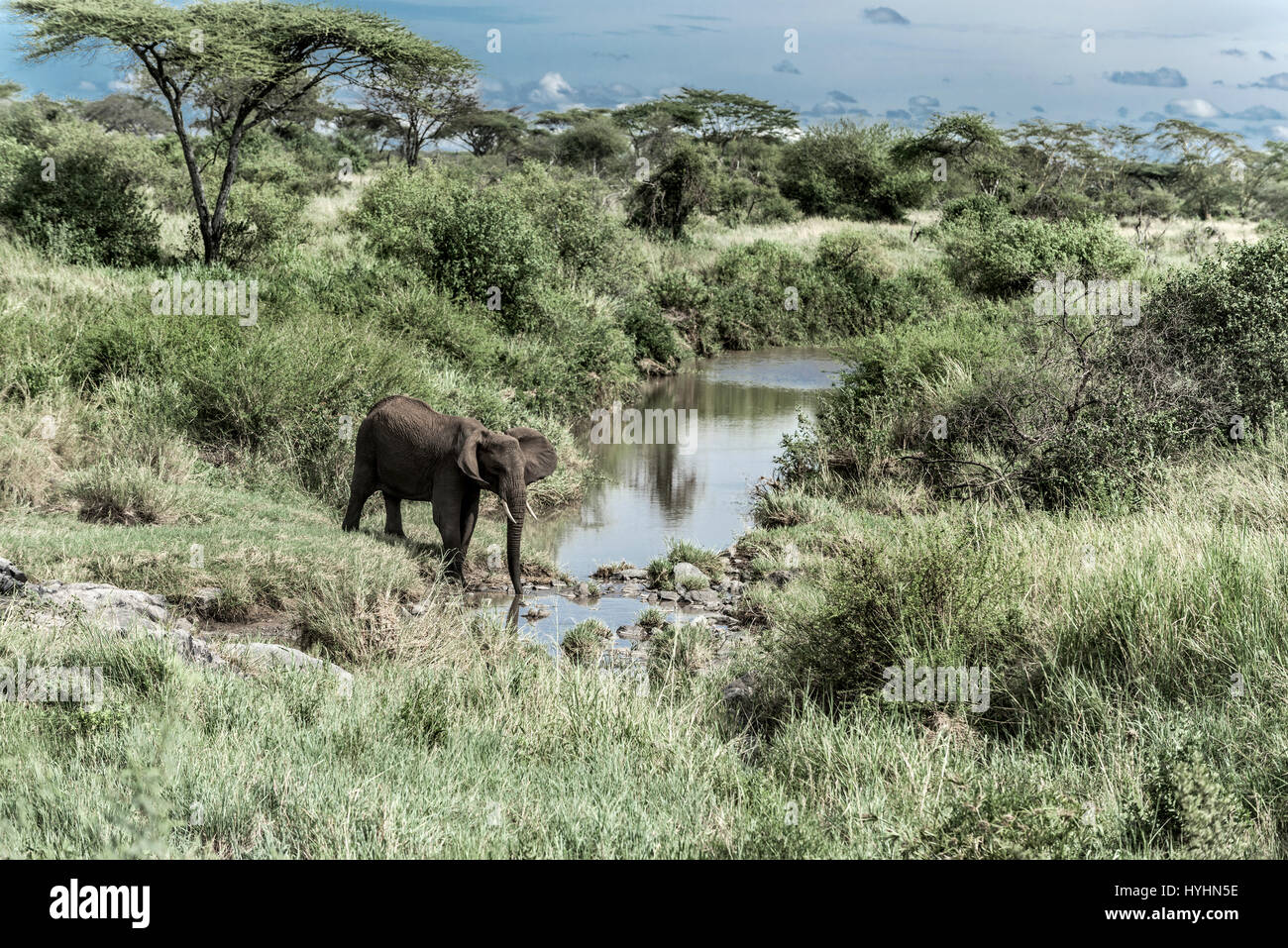 Elefant trinken im Wasserlauf in Serengeti Nationalpark Stockfoto