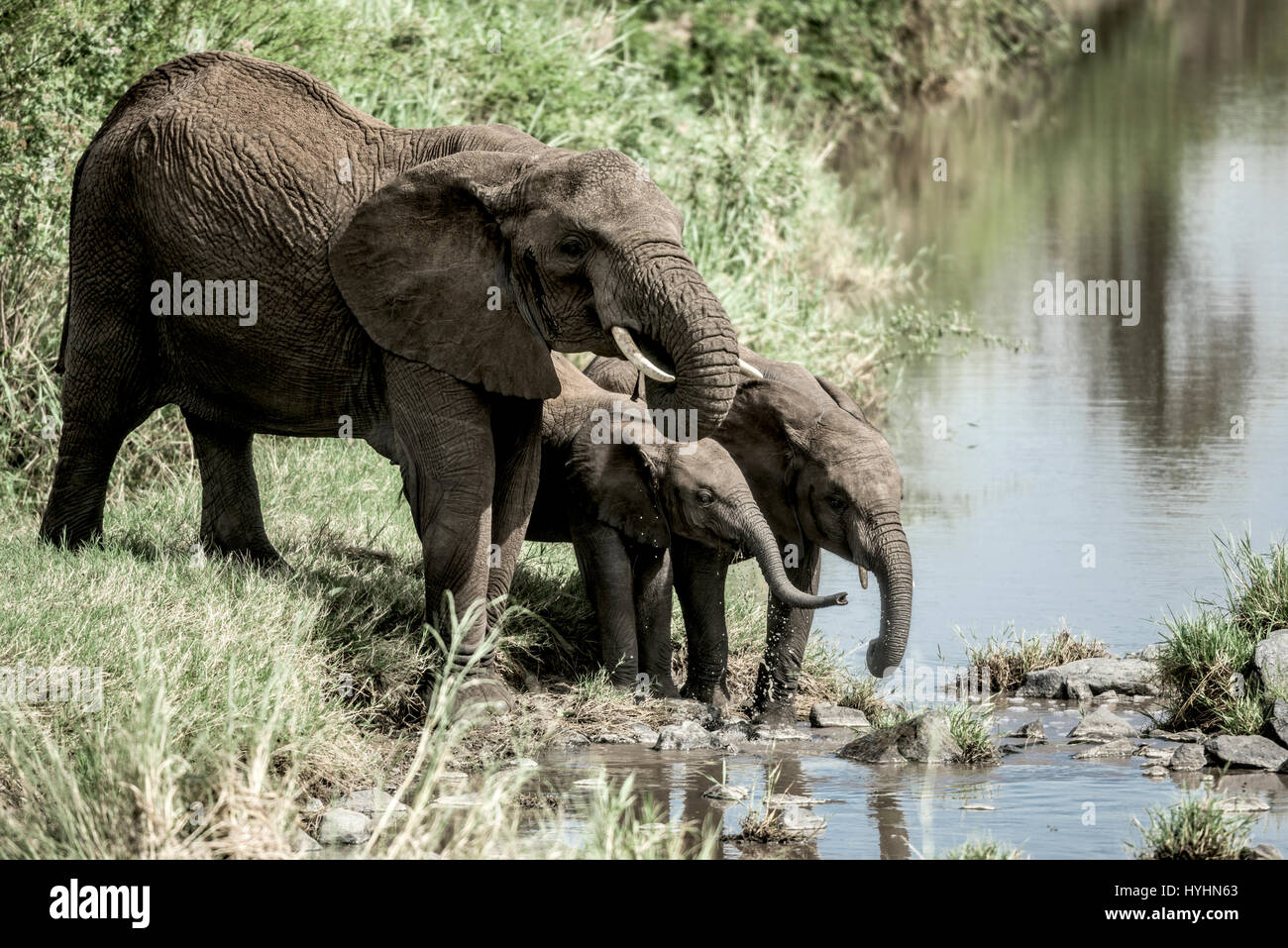 Elefanten und Waden Drinkink im Wasserlauf in Serengeti Nationalpark Stockfoto