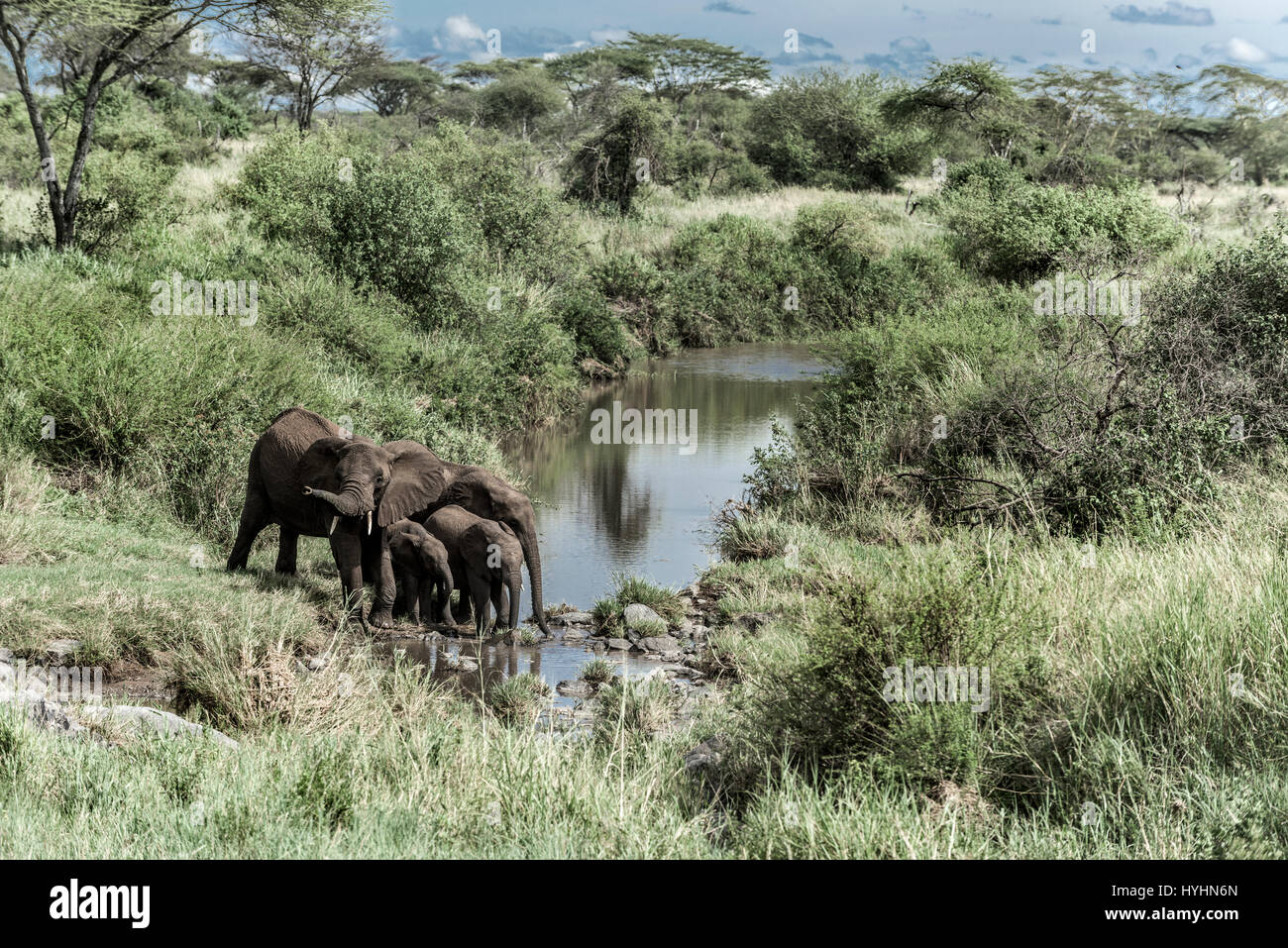 Elefanten und Waden Drinkink im Wasserlauf in Serengeti Nationalpark Stockfoto