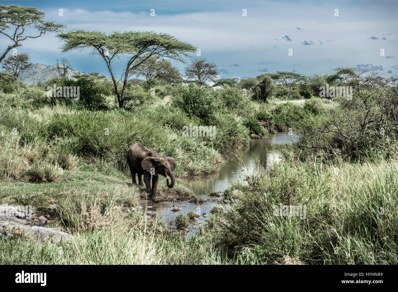 Elefant trinken im Wasserlauf in Serengeti Nationalpark Stockfoto