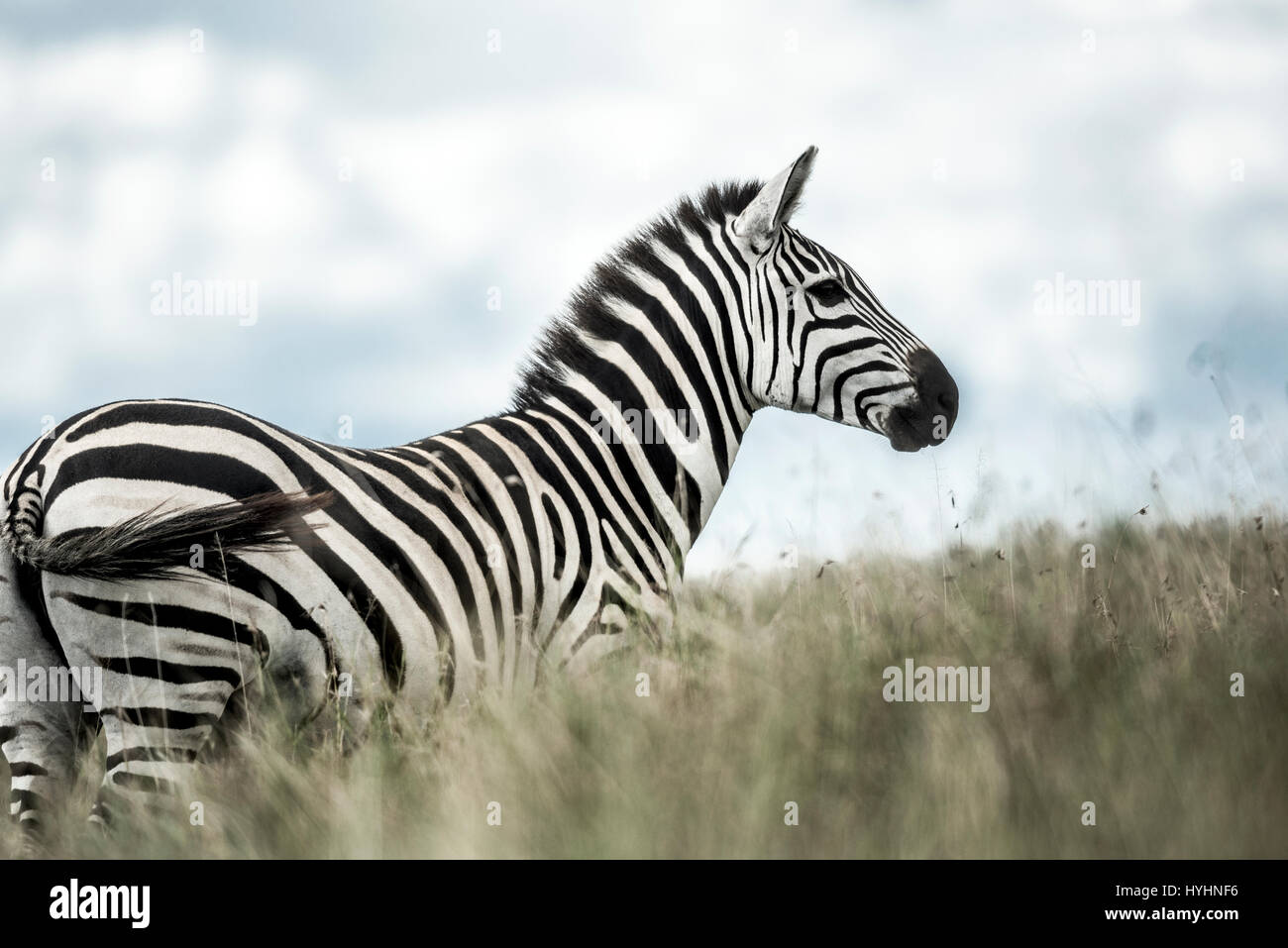 Zebra in der wilden Savanne, Serengeti, Afrika Stockfoto