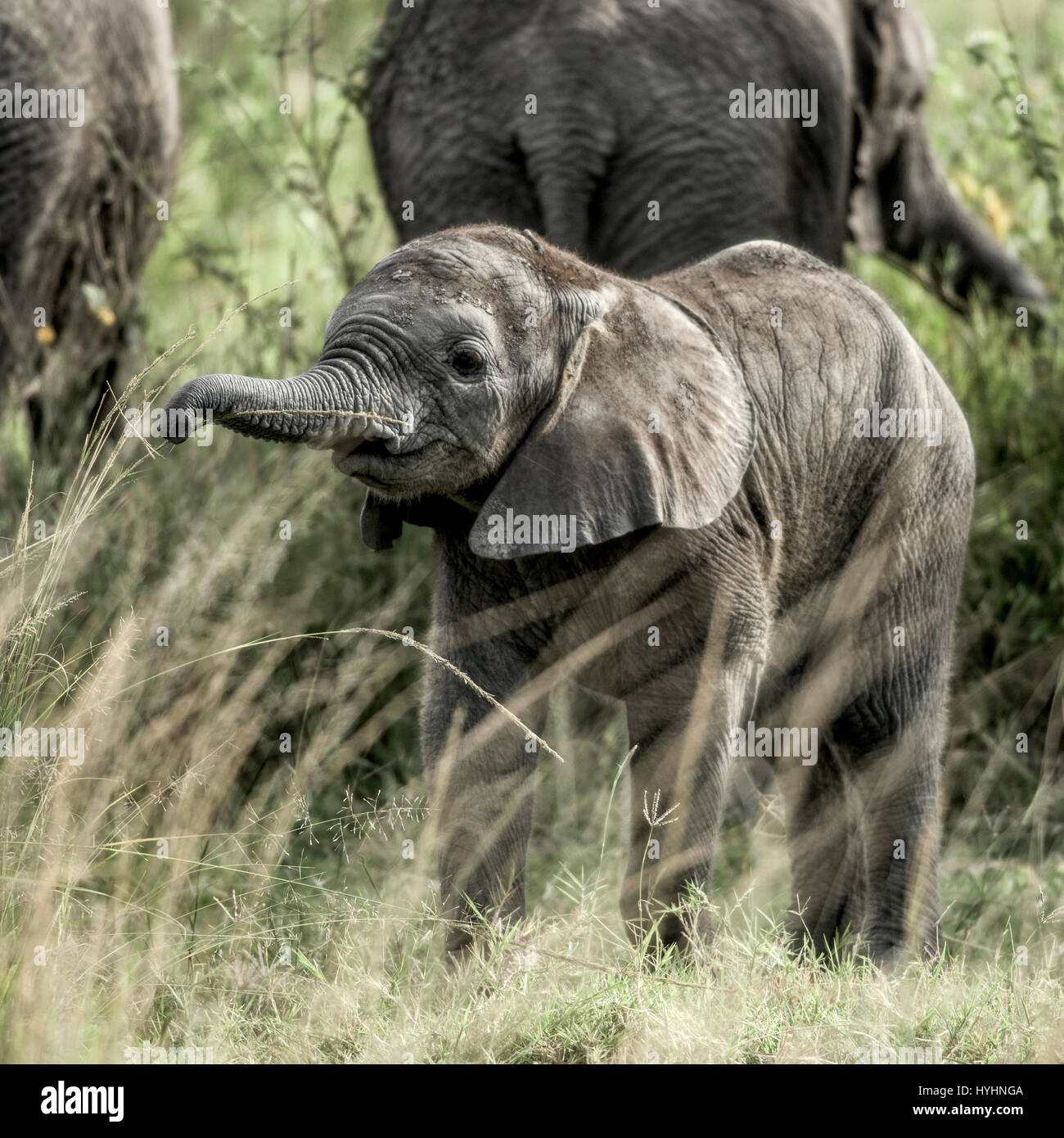 Kalb Elefant in Serengeti Nationalpark Stockfoto