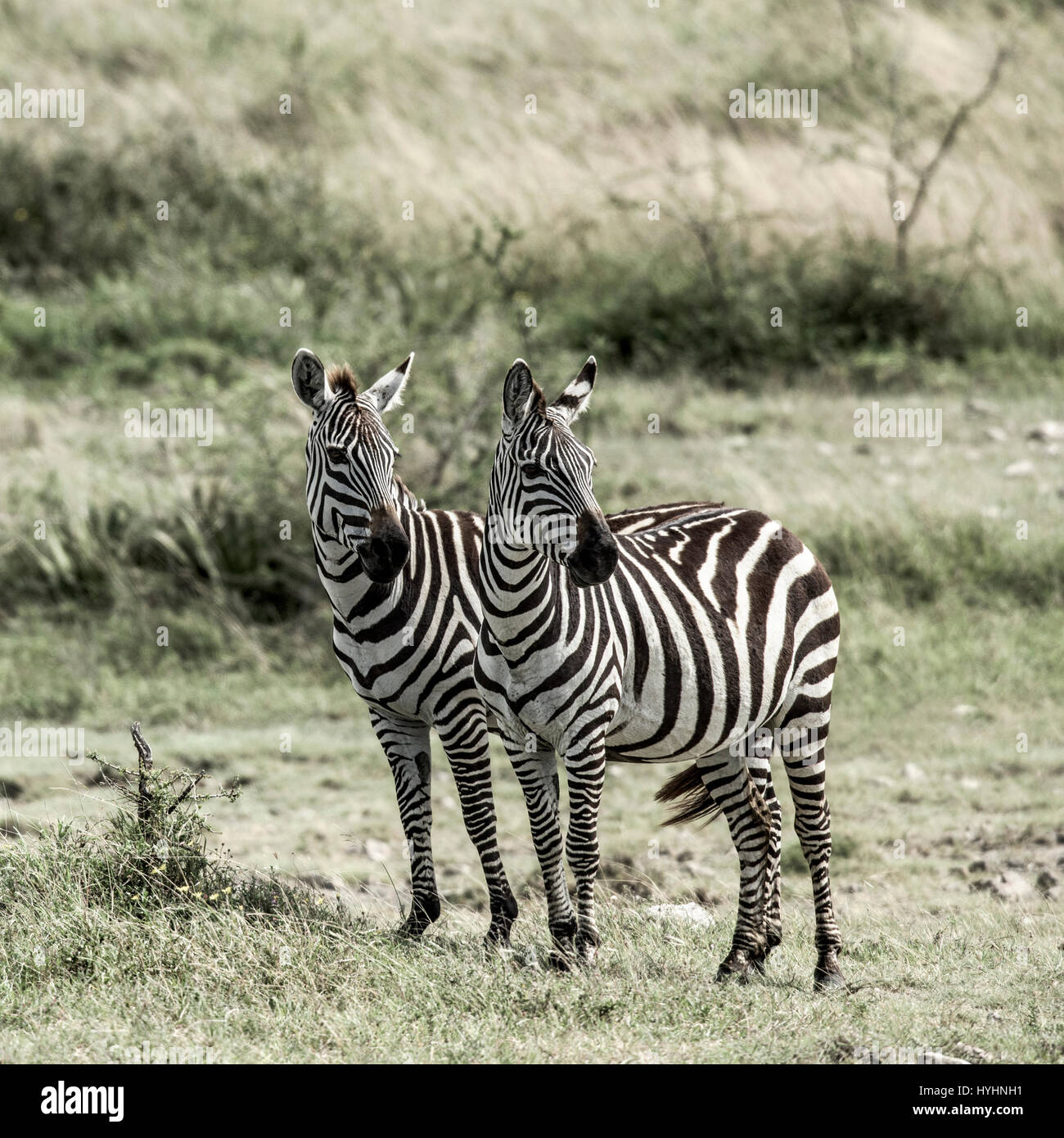 Zwei Zebras, Serengeti, Afrika Stockfoto