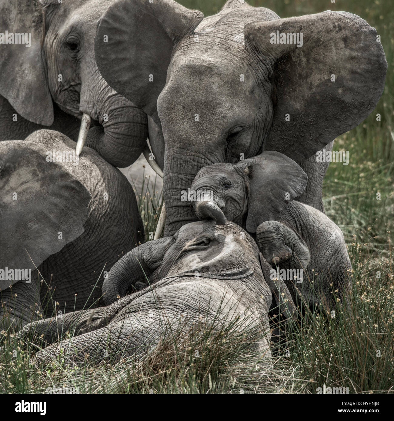 Elefant und Kalb in Serengeti Nationalpark Stockfoto