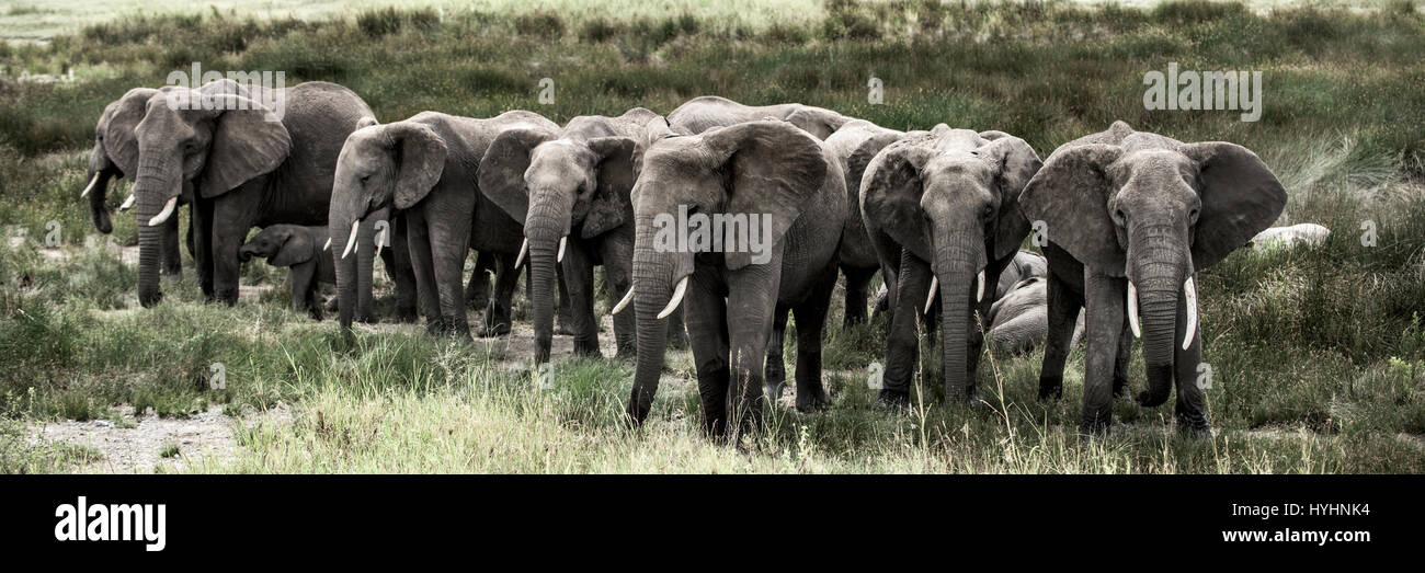 Gruppe von Elefanten in Serengeti Nationalpark Stockfoto