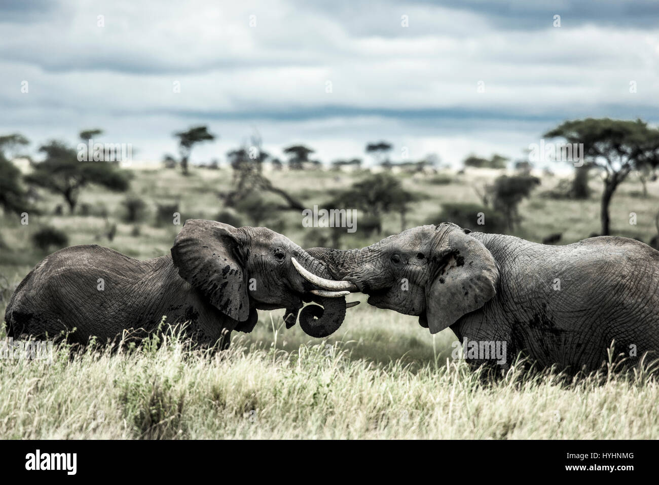 Elefanten kämpfen in Serengeti Nationalpark Stockfoto