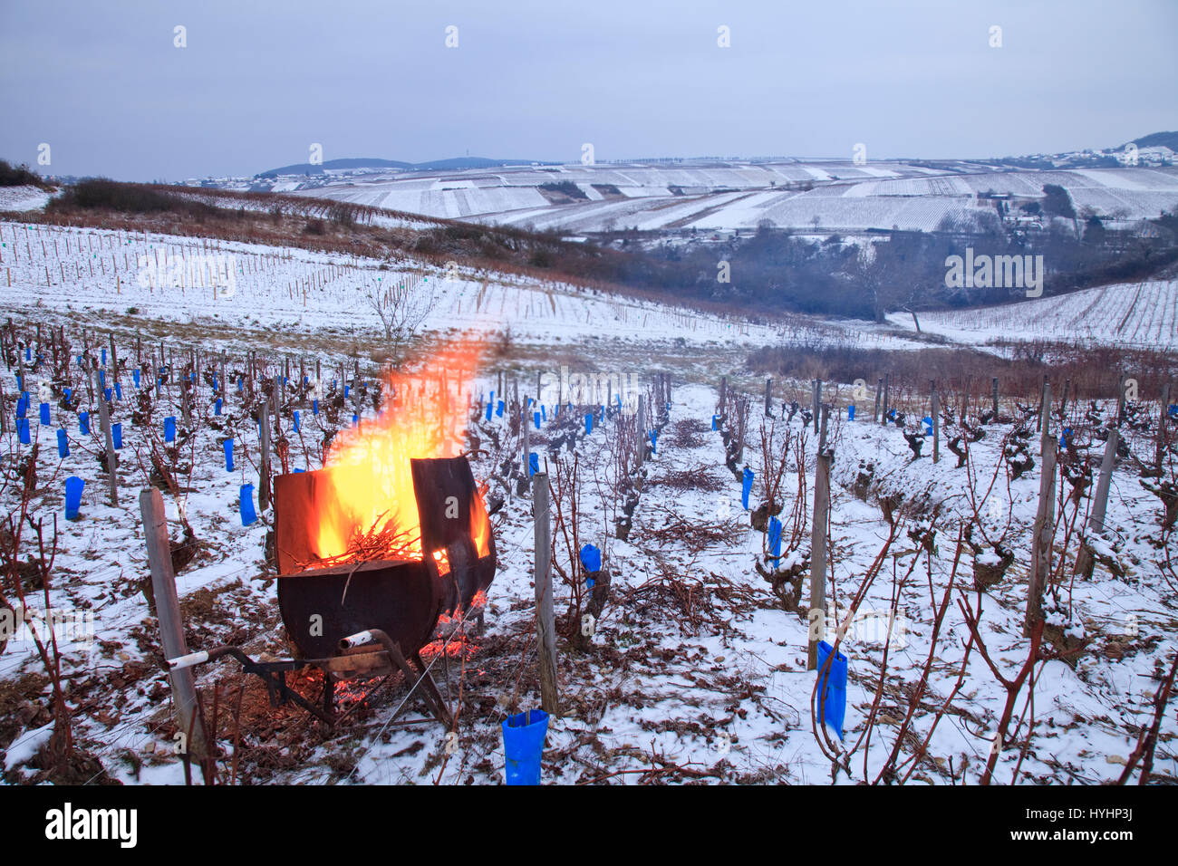 Frankreich, Cher, Region von Sancerre, Chavignol, die Weinberge von Sancerre im Winter und Schnee, Zweige nach Rückschnitt im mobilen Kohlenbecken brennen Stockfoto