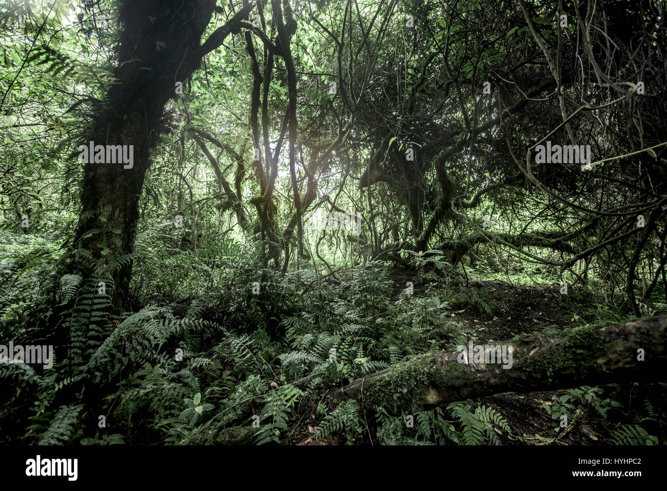 Alten Waldbestands in Nord-Kivu, demokratische Republik Kongo Stockfoto