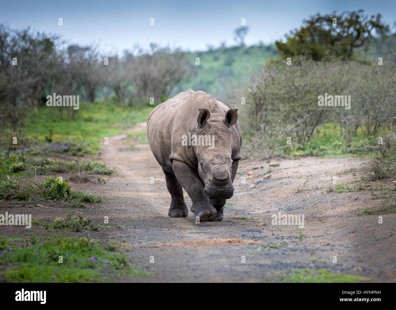 Ein dehorned Nashorn kommt, um die Gäste zu besuchen Stockfoto