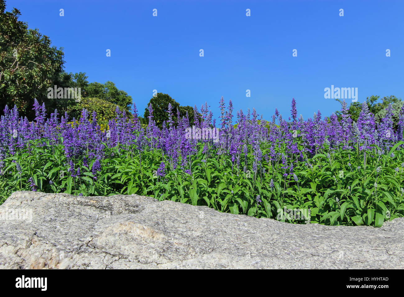 Blumentrinkbrunnen - blaue Salvia Blume im Garten Stockfoto