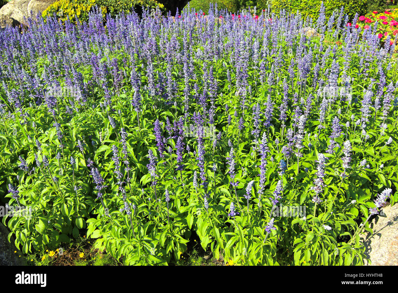 Blumentrinkbrunnen - blaue Salvia Blume im Garten Stockfoto