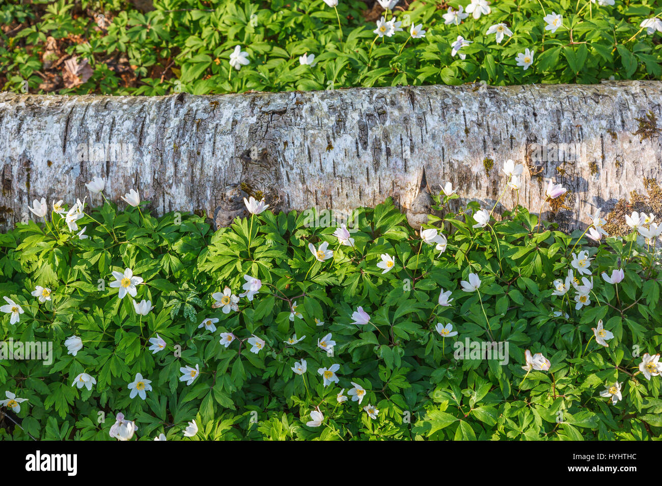 Holz-Anemonen auf ein Birke-log Stockfoto