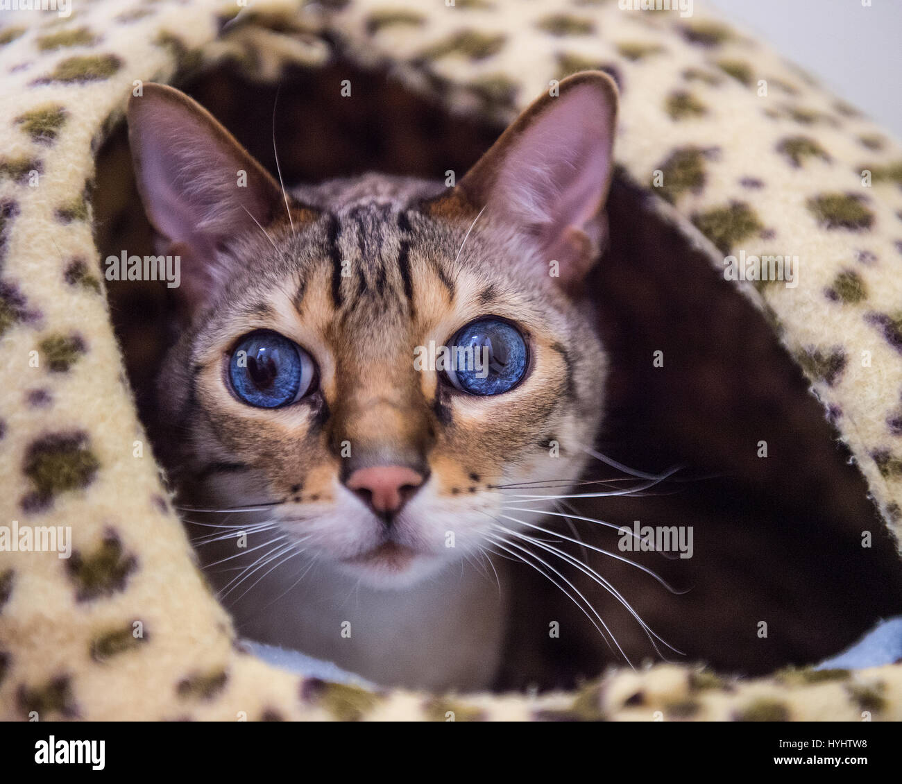 bengalkatze mit blauen Augen im Bett Stockfoto
