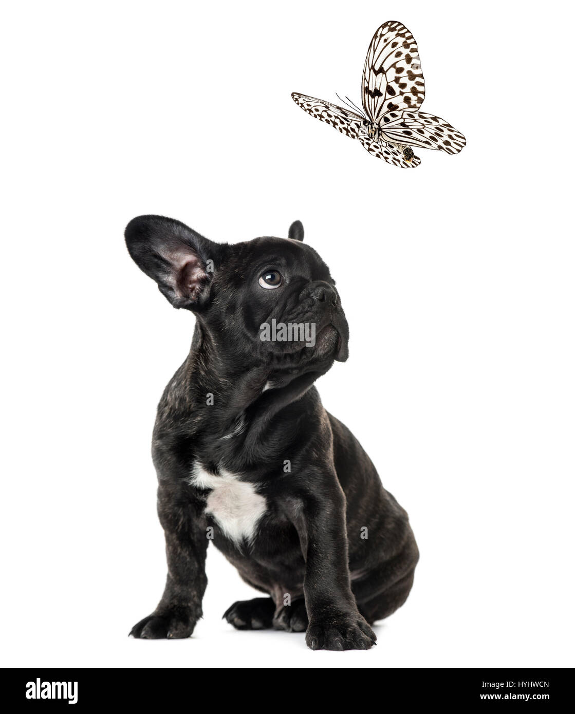 Welpe Schwarz Französisch Bulldog Blick auf einen schwarzen und weißen Schmetterling, isoliert auf weiss Stockfoto
