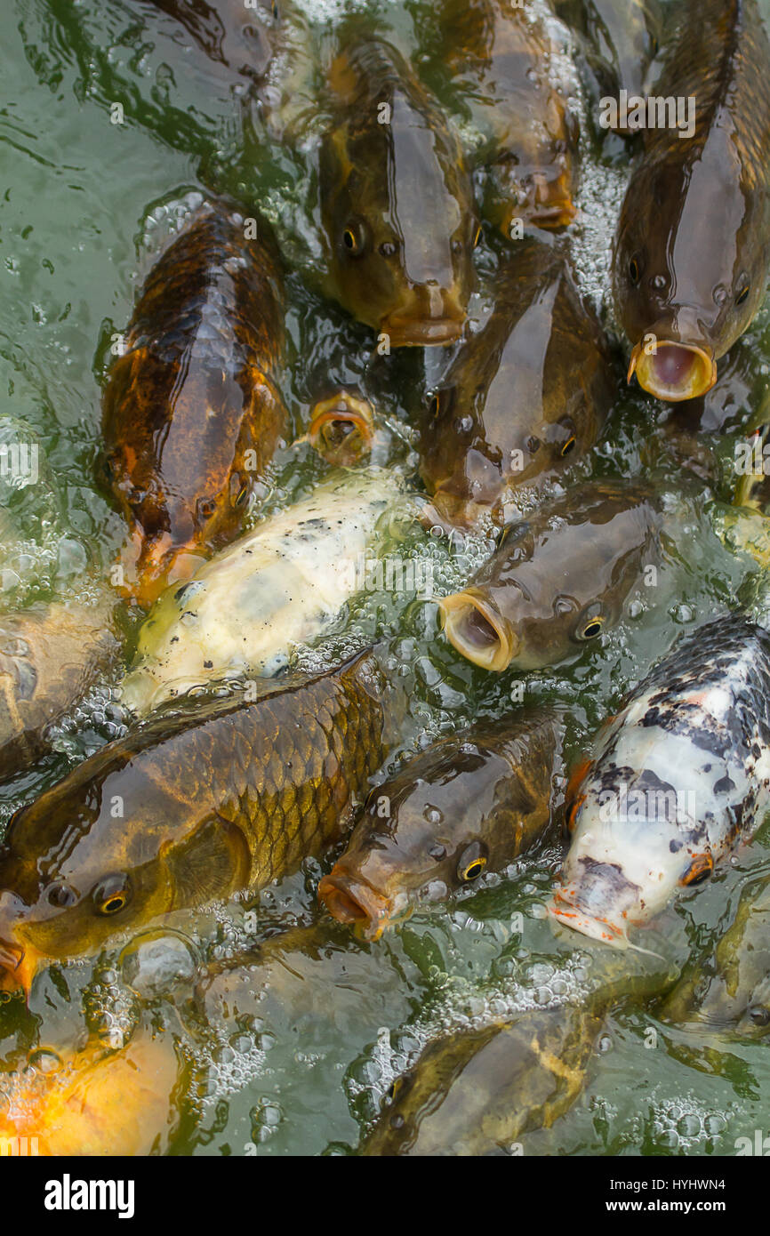 Foto von einen Fischschwarm Karpfen kämpfen für Essen Stockfoto