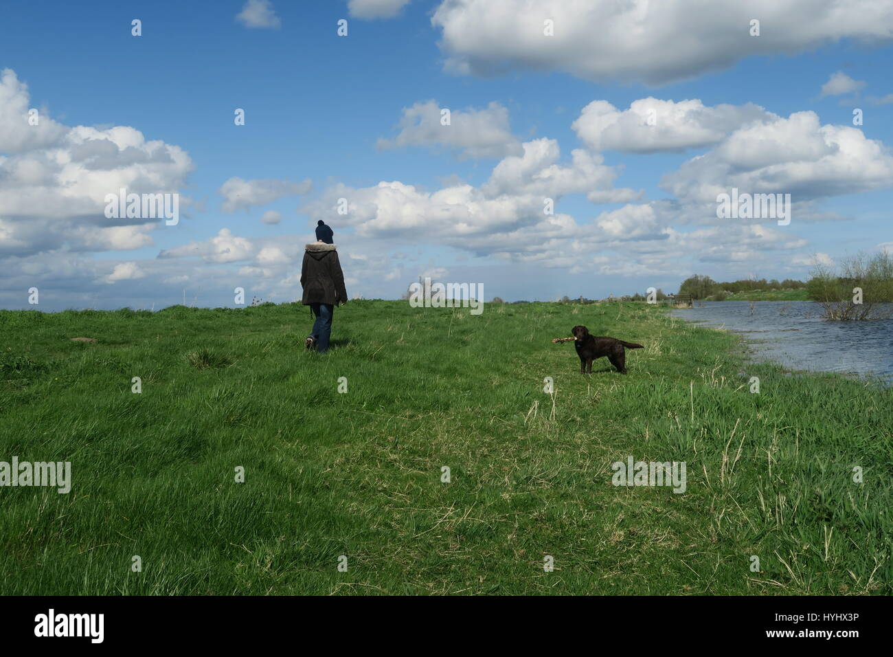 Frühling Hund Spaziergang an den Ufern des Flusses New Bedford in Sutton Gault, Cambridgeshire Stockfoto
