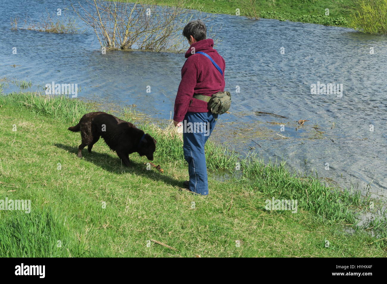Frühling Hund Spaziergang an den Ufern des Flusses New Bedford in Sutton Gault, Cambridgeshire Stockfoto