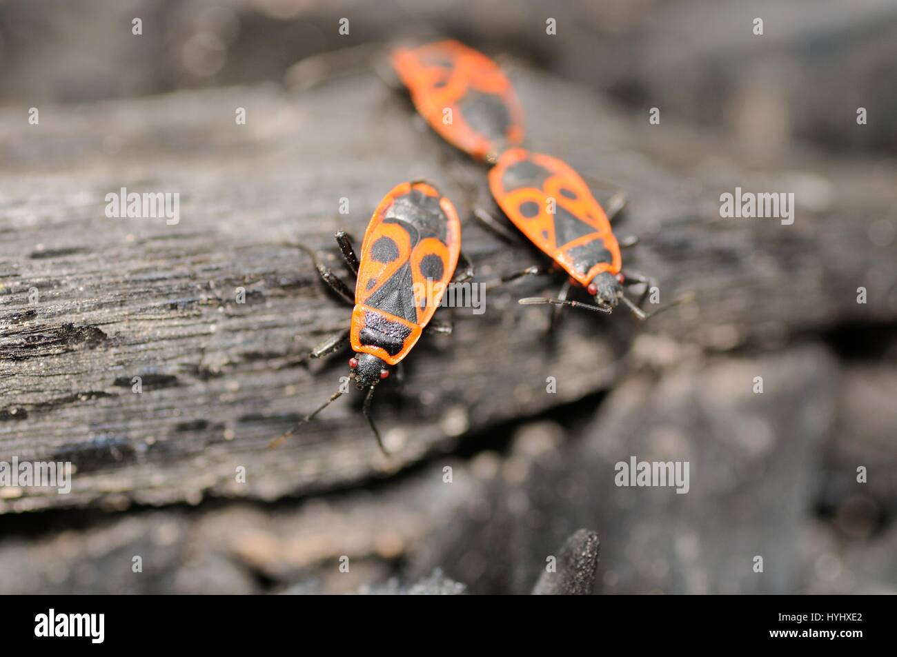 Firebug (Pyrrhocoris Apterus) Stockfoto