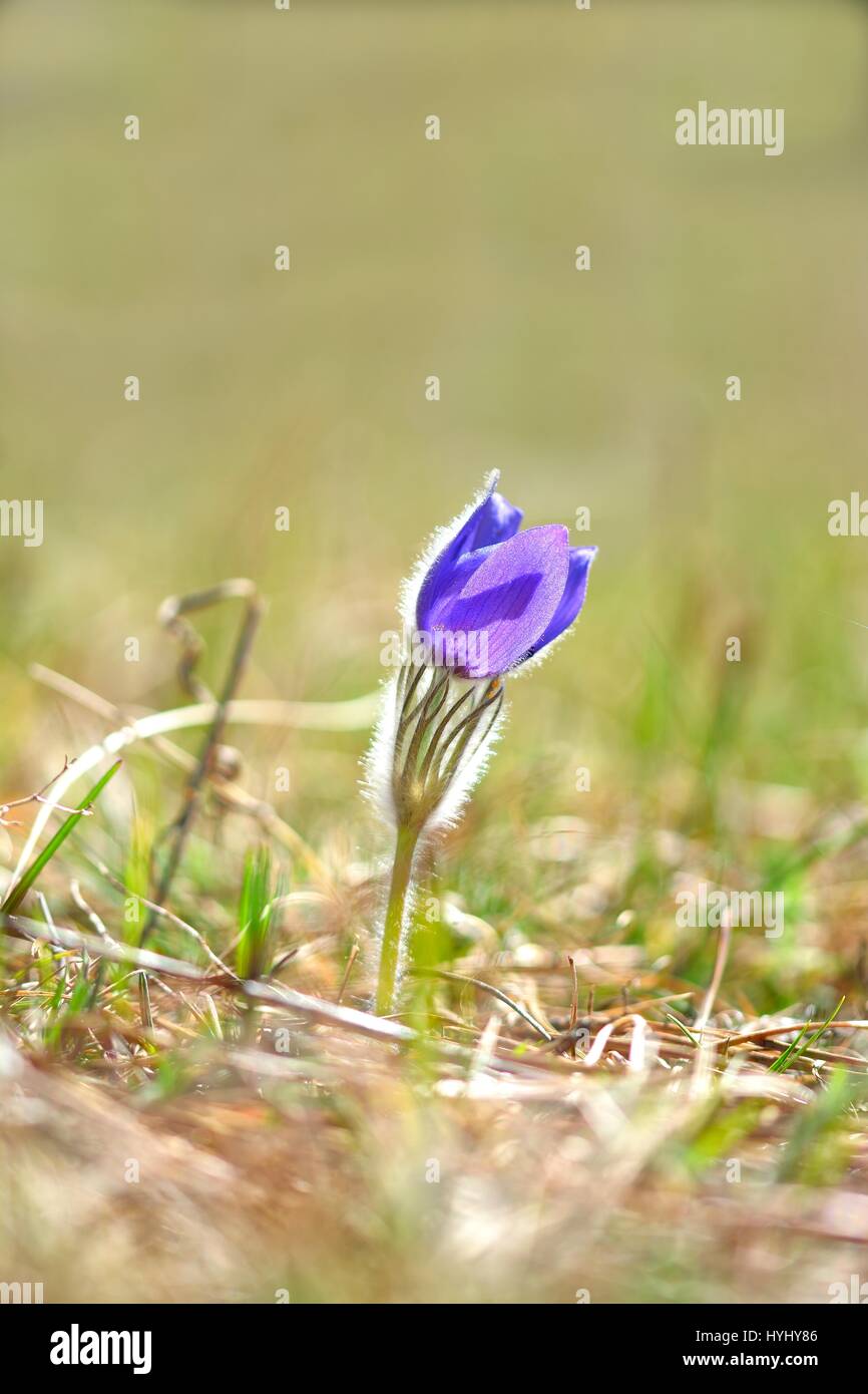 Küchenschelle (Pulsatilla Vulgaris), die im zeitigen Frühjahr blüht Stockfoto