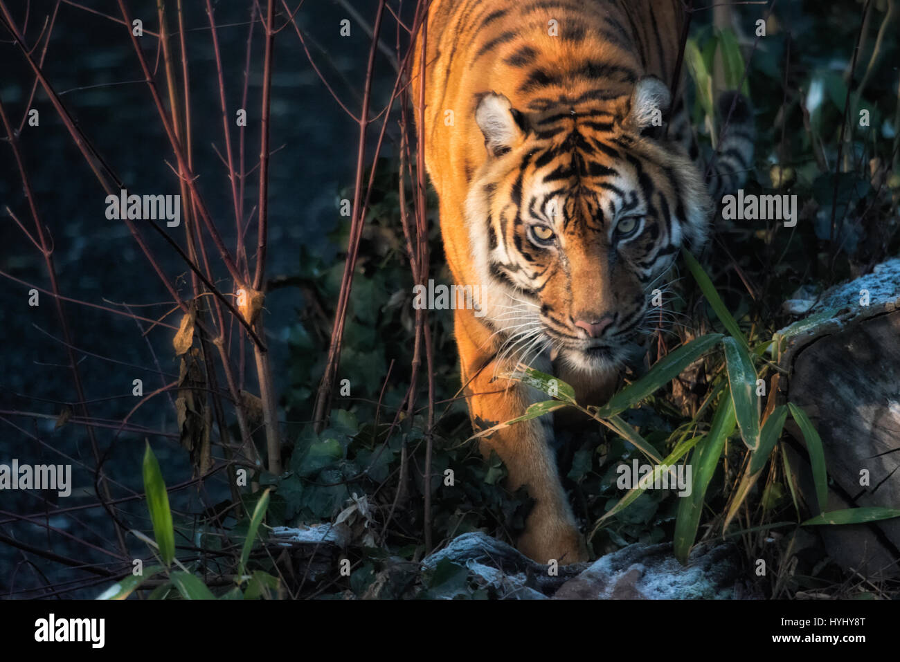 Dieser wunderschöne Tiger lebt auf der indonesischen Insel Sumatra. Es wurde 2008 als kritisch gefährdet auf der Roten Liste der IUCN aufgeführt, da die Population auf 441 bis 679 Individuen geschätzt wurde, wobei keine Unterpopulation größer als 50 Individuen war und ein rückläufiger Trend zu verzeichnen war. Zoos wie die Wilhelma in Deutschland sorgen dafür, dass sie zumindest hier überleben können. Stockfoto